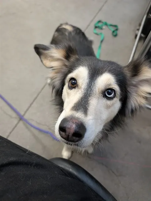 Gemma