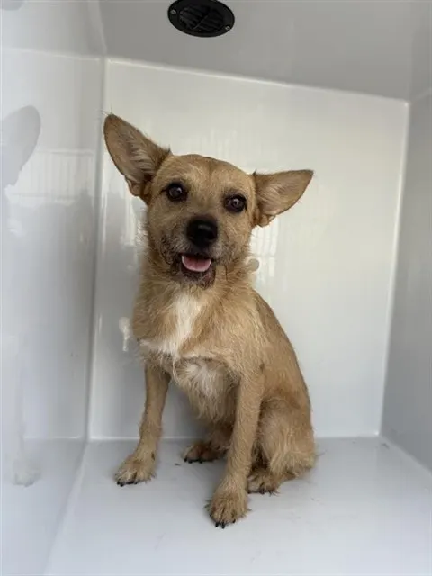 Adoptable Dog