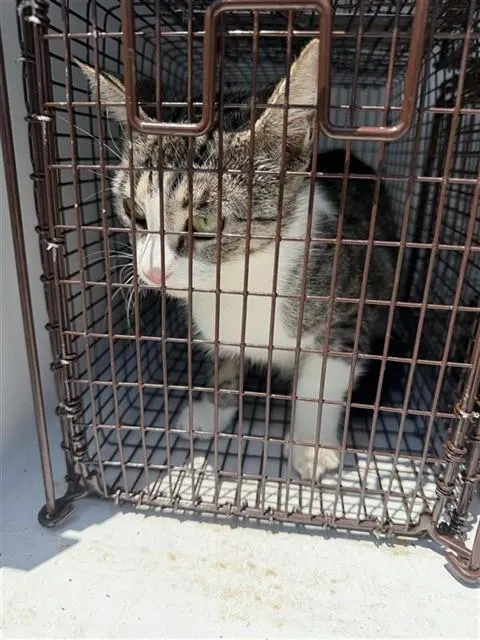 Adoptable Cat
