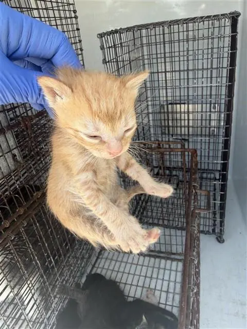 Adoptable Cat