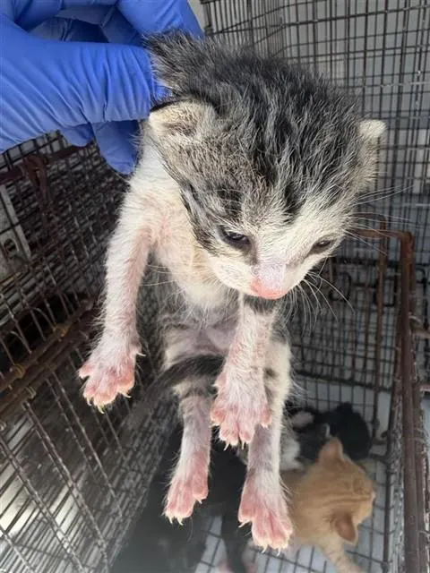 Adoptable Cat