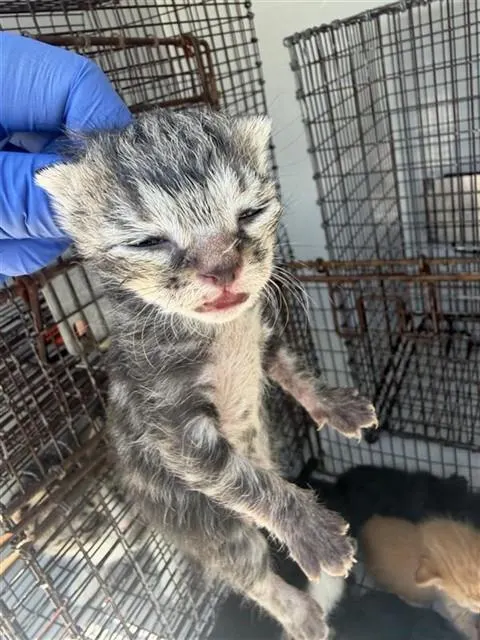 Adoptable Cat