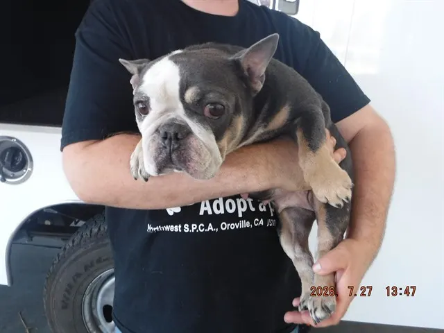 Adoptable Dog