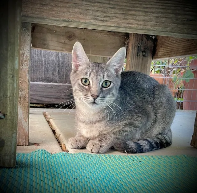 Amigo