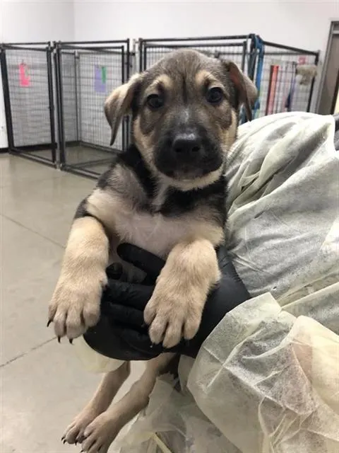 Adoptable Dog