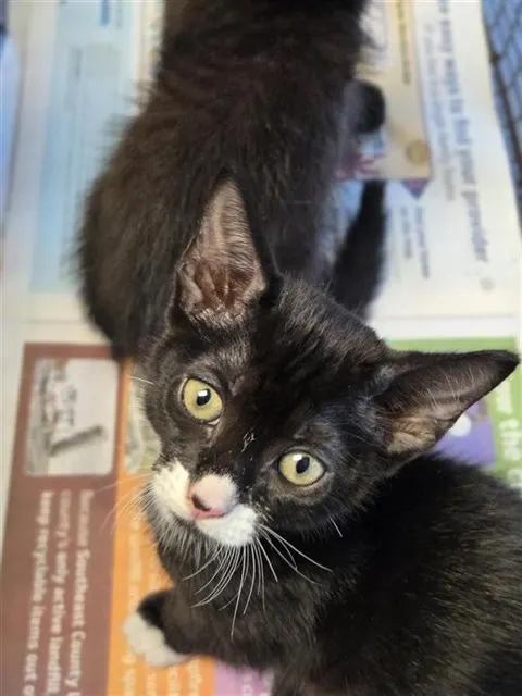 Adoptable Cat