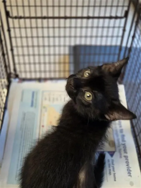 Adoptable Cat