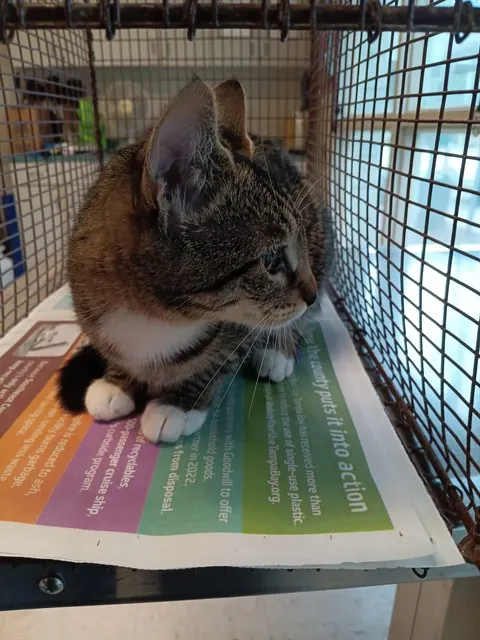 Adoptable Cat