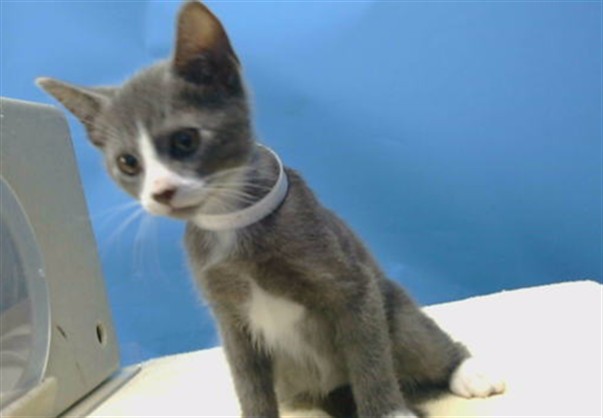 Adoptable Cat