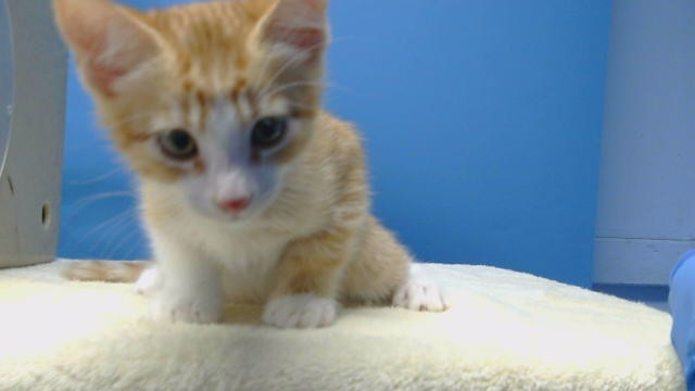 Adoptable Cat