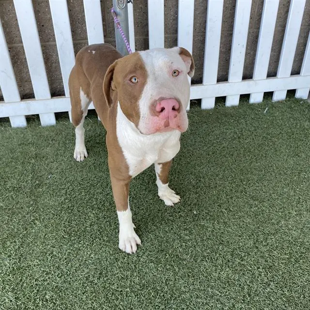Adoptable Dog