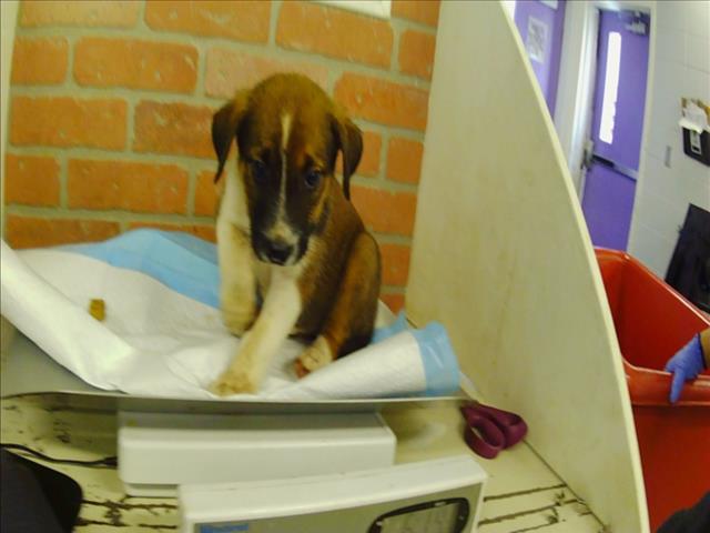 Adoptable Dog