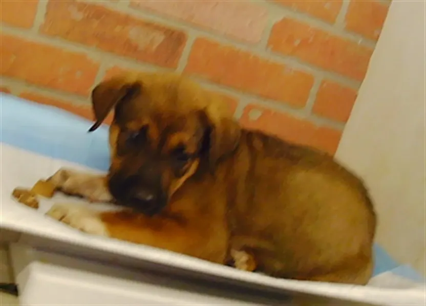 Adoptable Dog