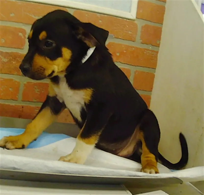 Adoptable Dog
