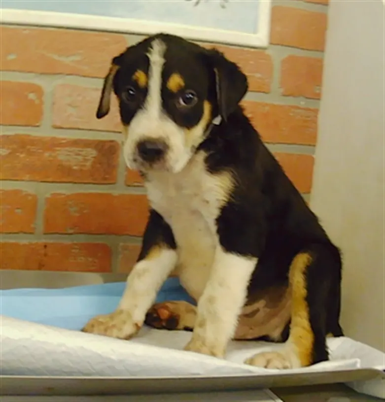 Adoptable Dog
