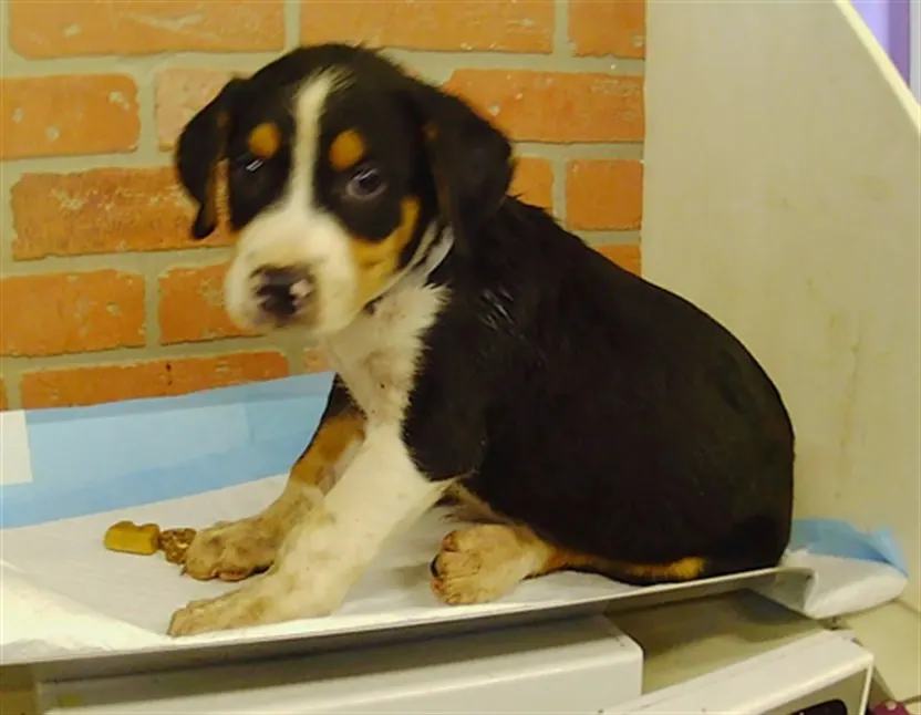 Adoptable Dog