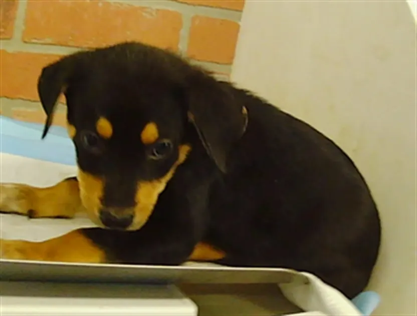Adoptable Dog