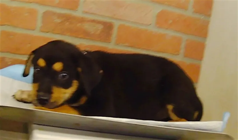 Adoptable Dog