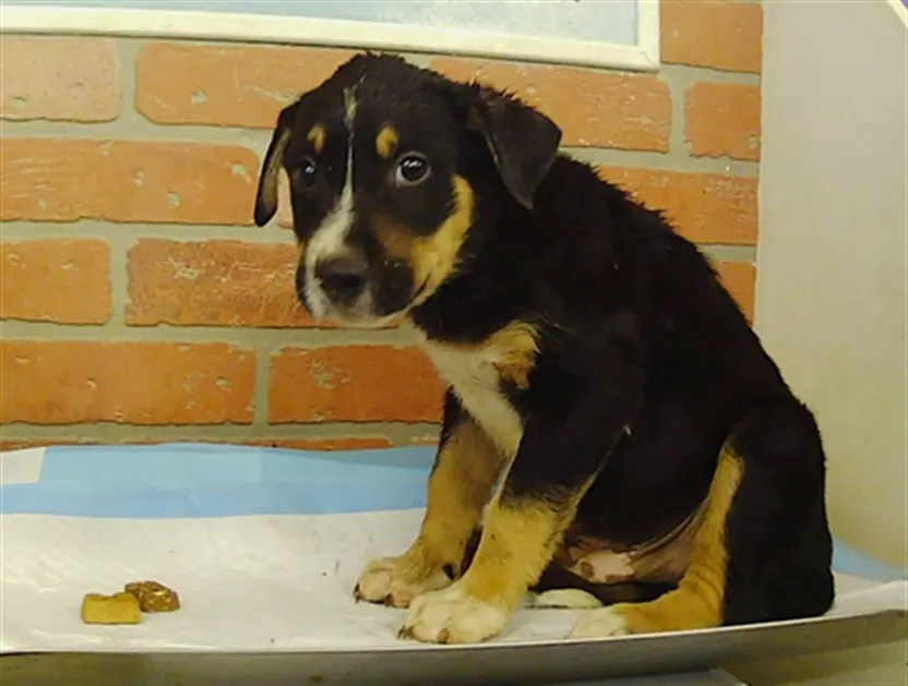 Adoptable Dog