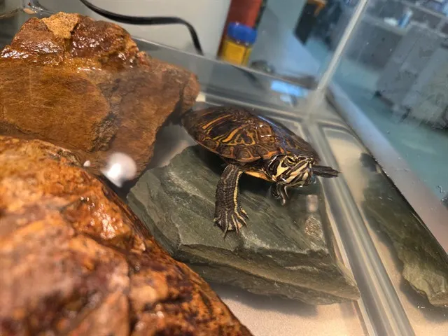 Squirtle