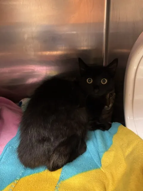 Licorice