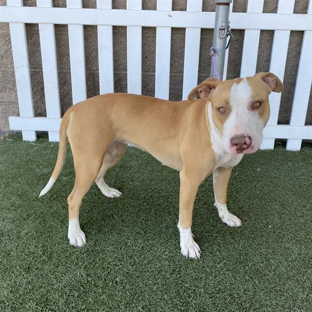 Adoptable Dog