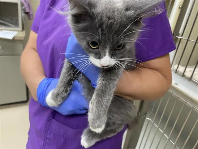 Adoptable Cat