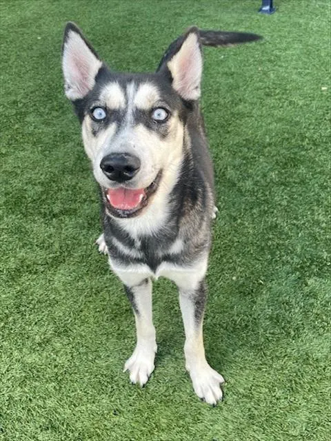 Lala