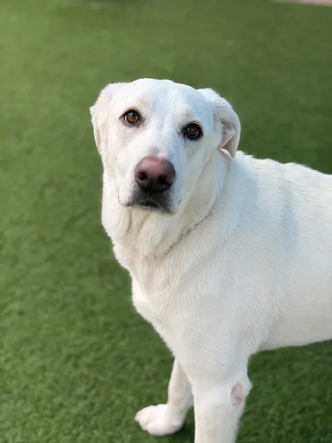 Chalupa