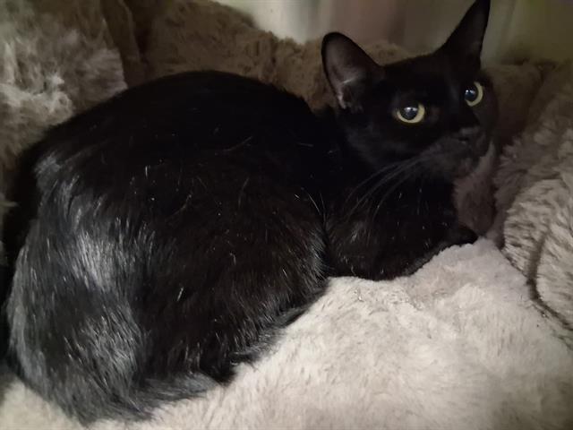 *Aurora