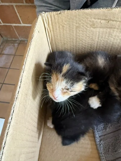Adoptable Cat