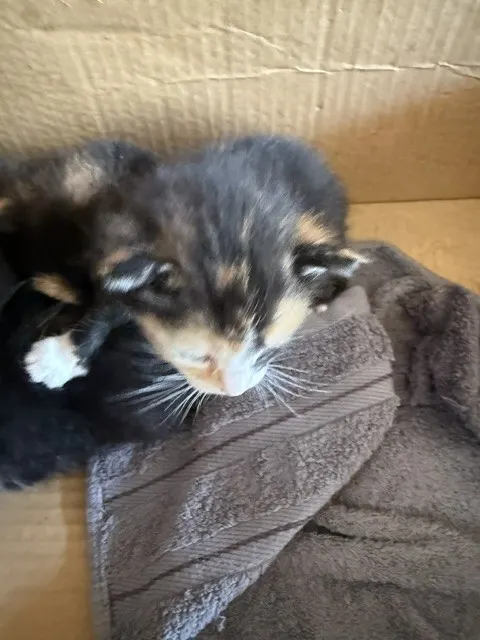 Adoptable Cat