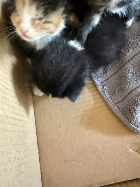Adoptable Cat