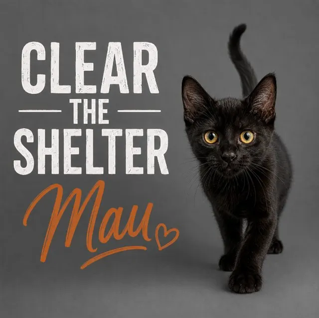 Mau