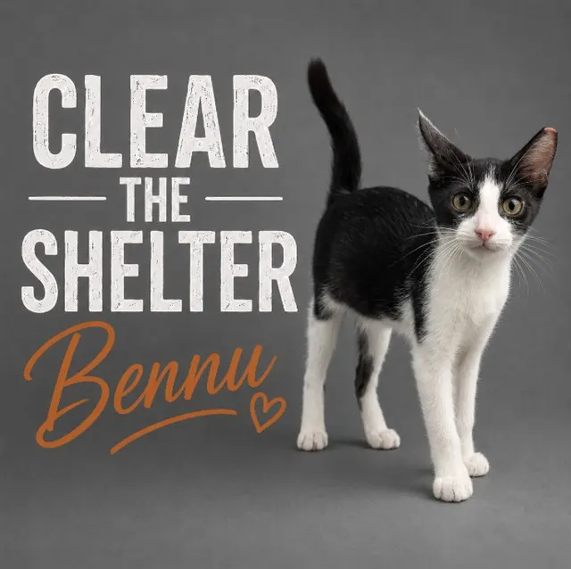 Bennu