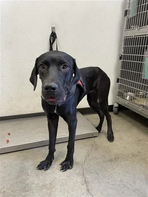 Adoptable Dog