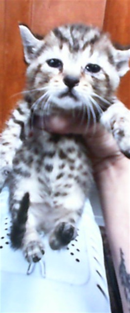 Cookie