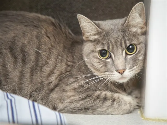 Chloe