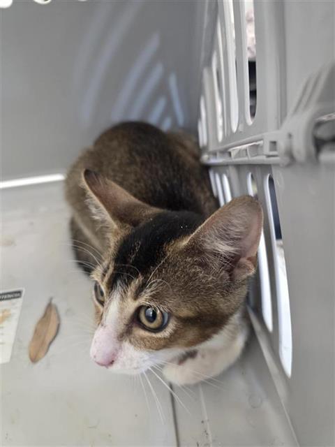 Adoptable Cat