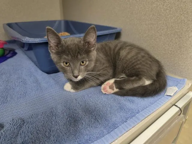 Adoptable Cat