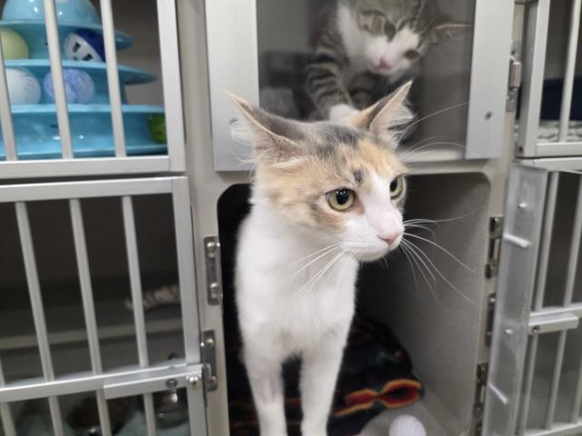 Adoptable Cat