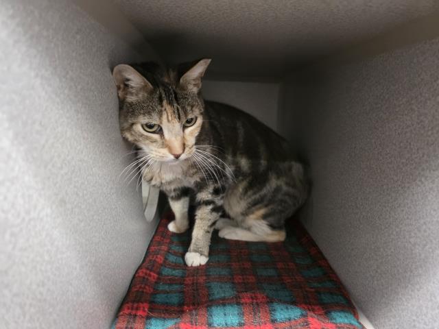 Adoptable Cat