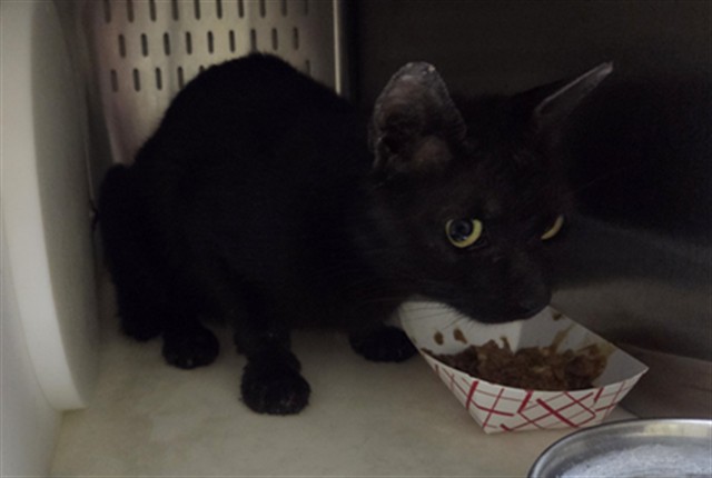 Adoptable Cat