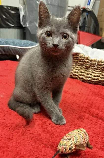 Muffin