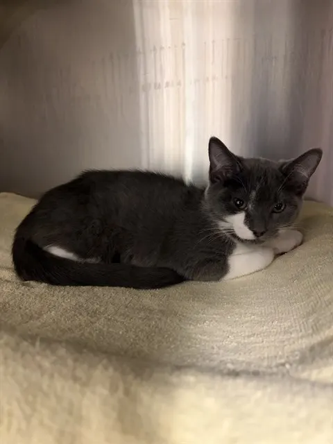 Meredith