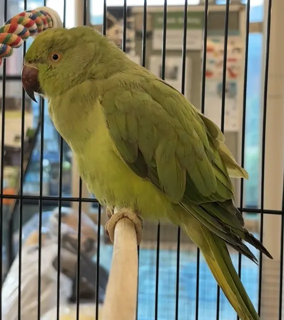 Oscar