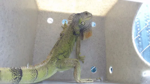 Godzilla