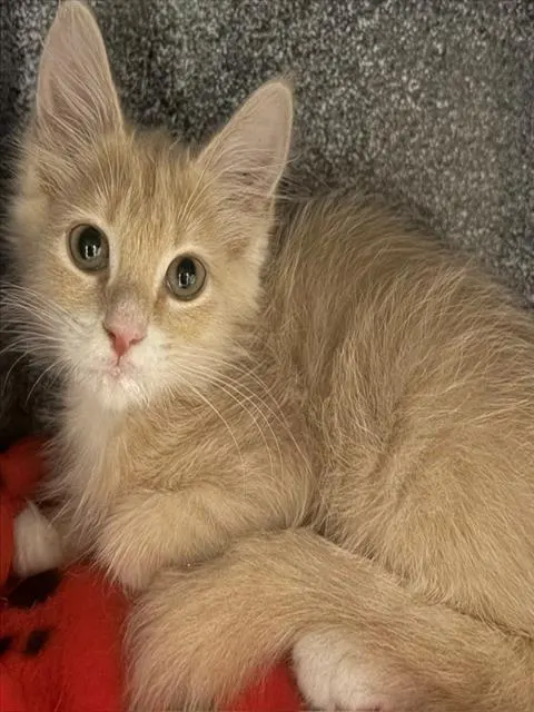 Adoptable Cat