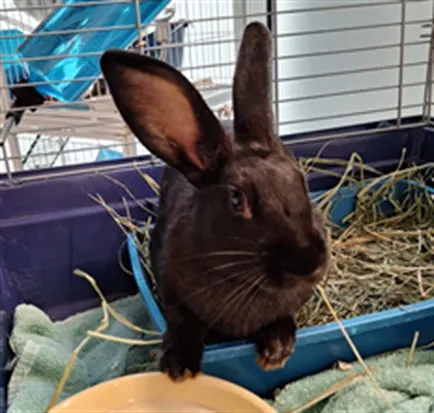 Basil
