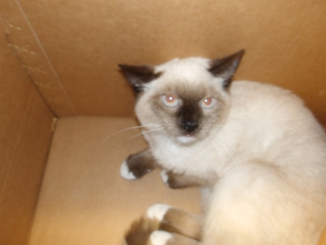Willa